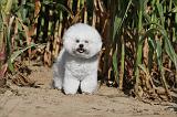 BICHON FRISE 052